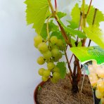 Vinič (Vitis Vinifera) ‘SEYVAL BLANC’- výška 50-70 cm, kont. C3L